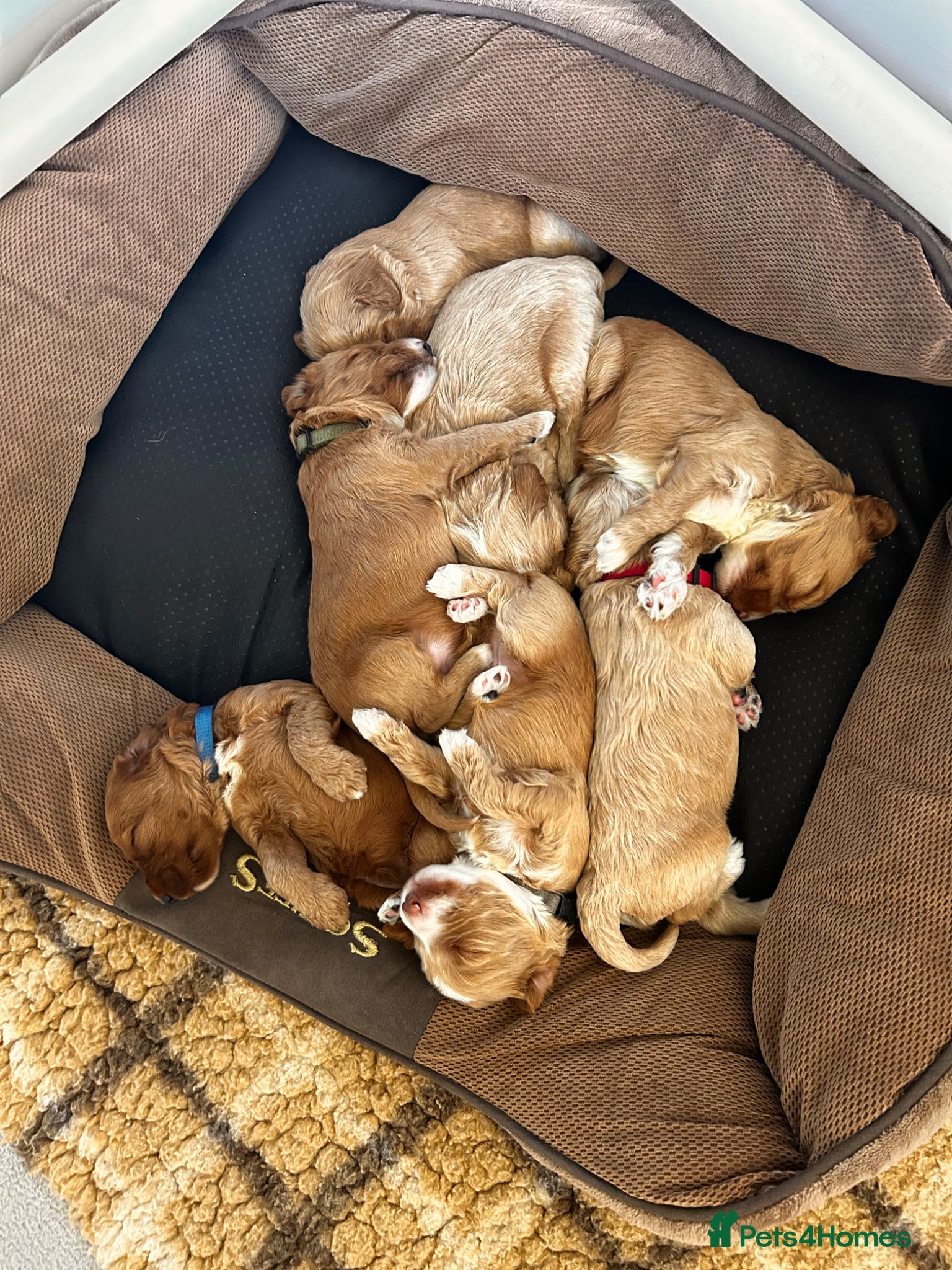 Australian Labradoodle dogs for sale: Australian labradoodle puppies  - Advert 16