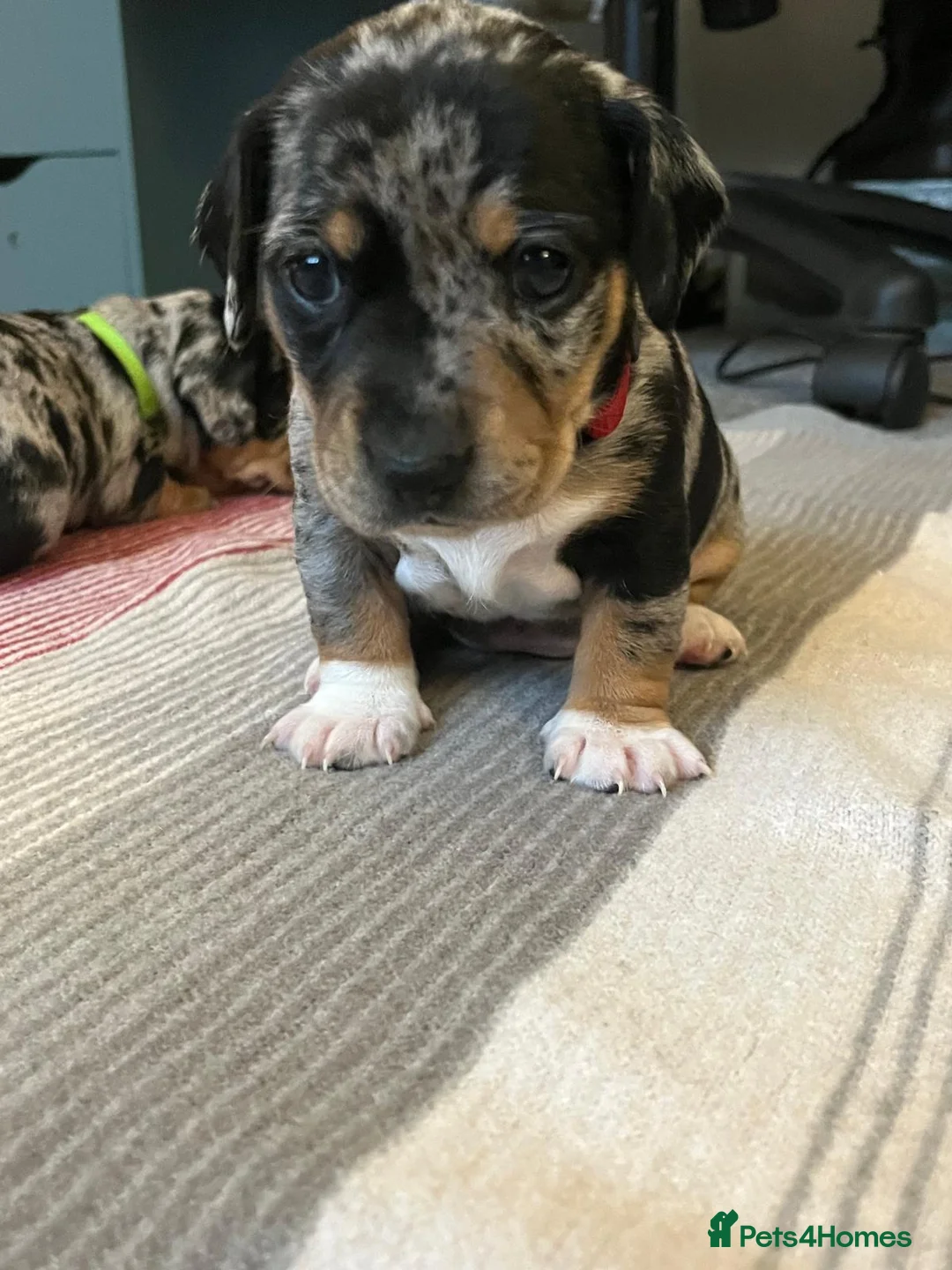 Jackshund dogs for sale: A stunning Jack Russell Terrier and Dachshund mix. - Advert 7