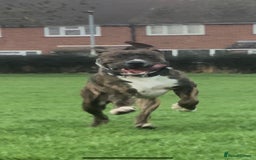 Mixed Breed dogs for sale: Presa x American Bulldog  - Advert 4