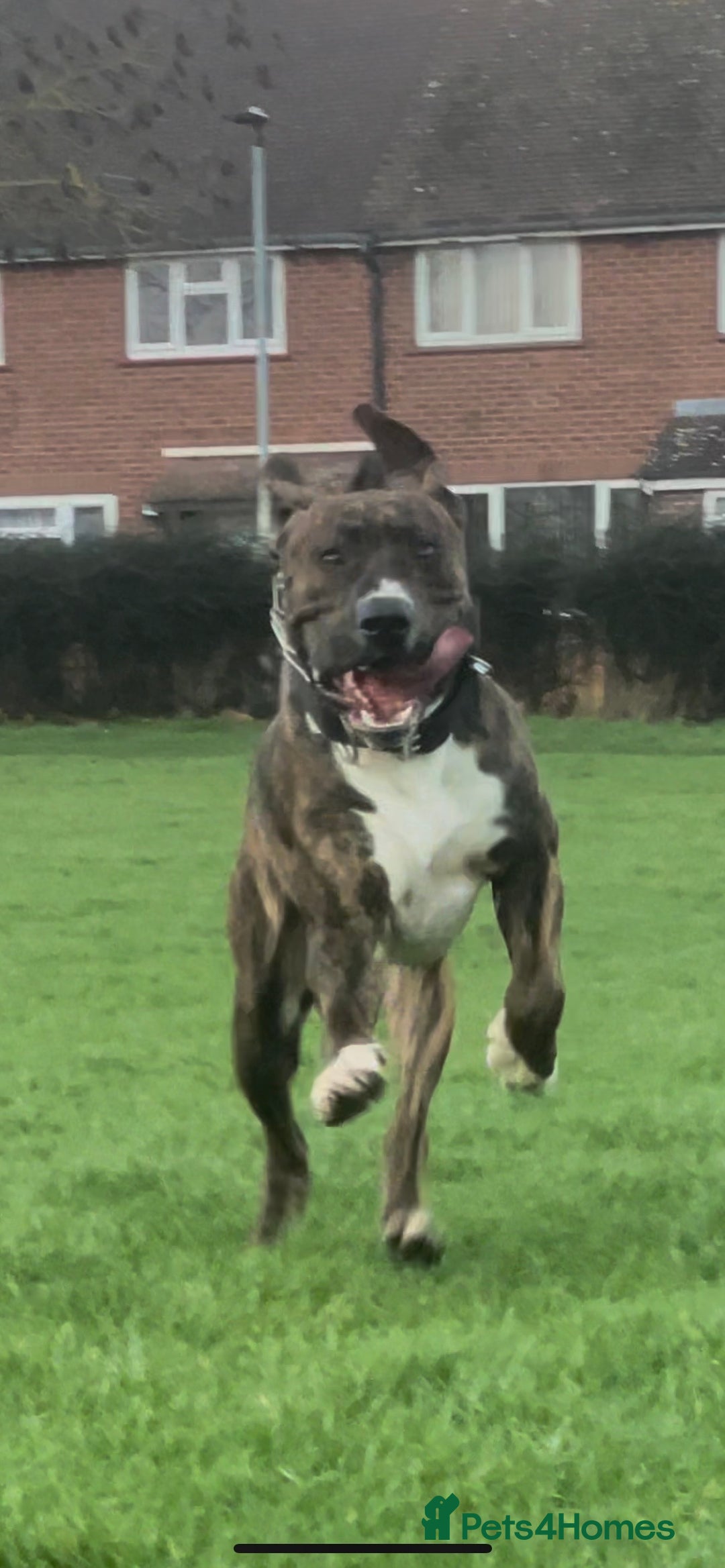 Mixed Breed dogs for sale: Presa x American Bulldog  - Advert 4