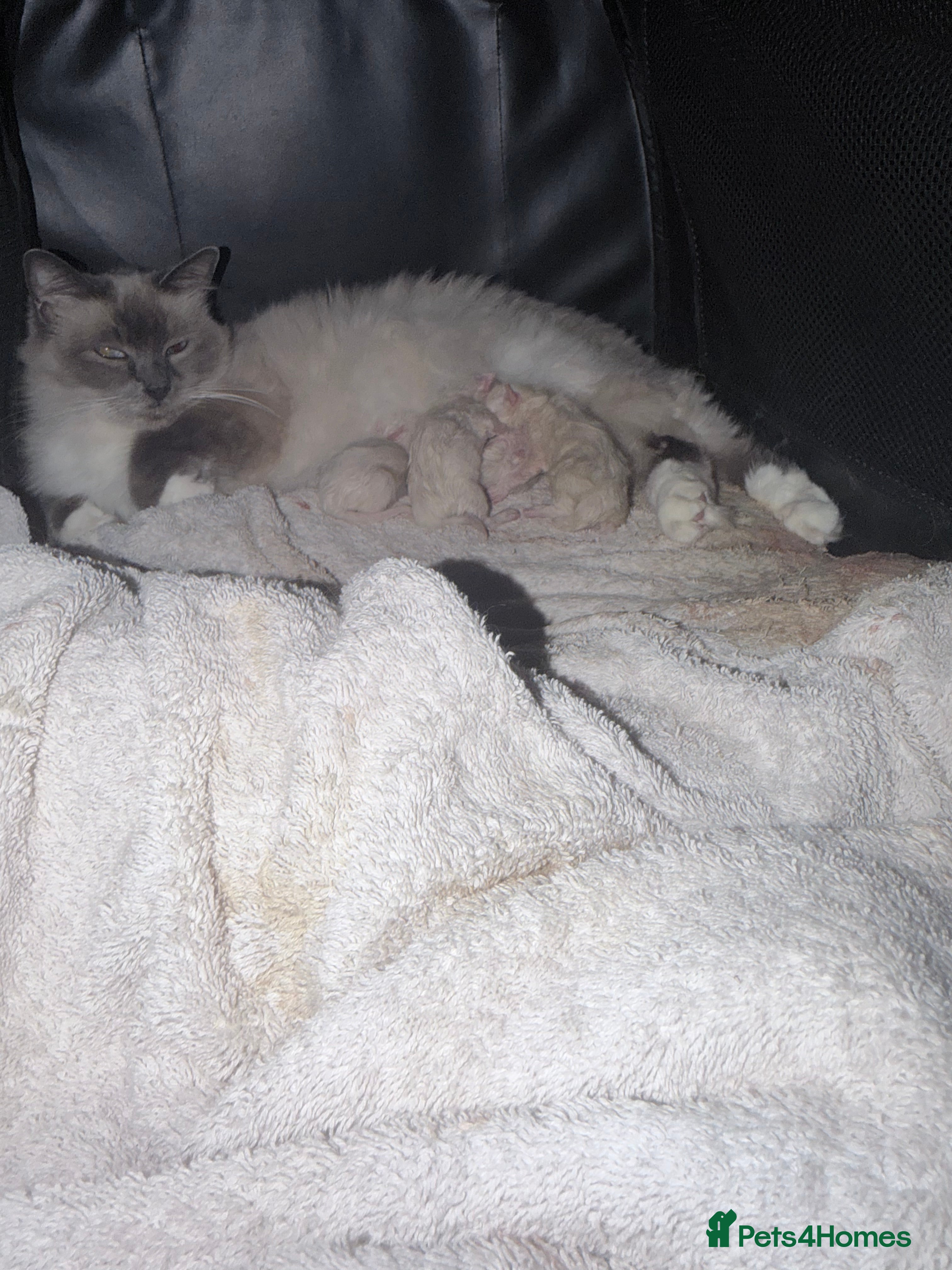 Ragdoll cats Beautiful ragdolls for sale  - Advert 3