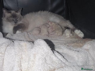 Ragdoll cats Beautiful ragdolls for sale - Advert 3