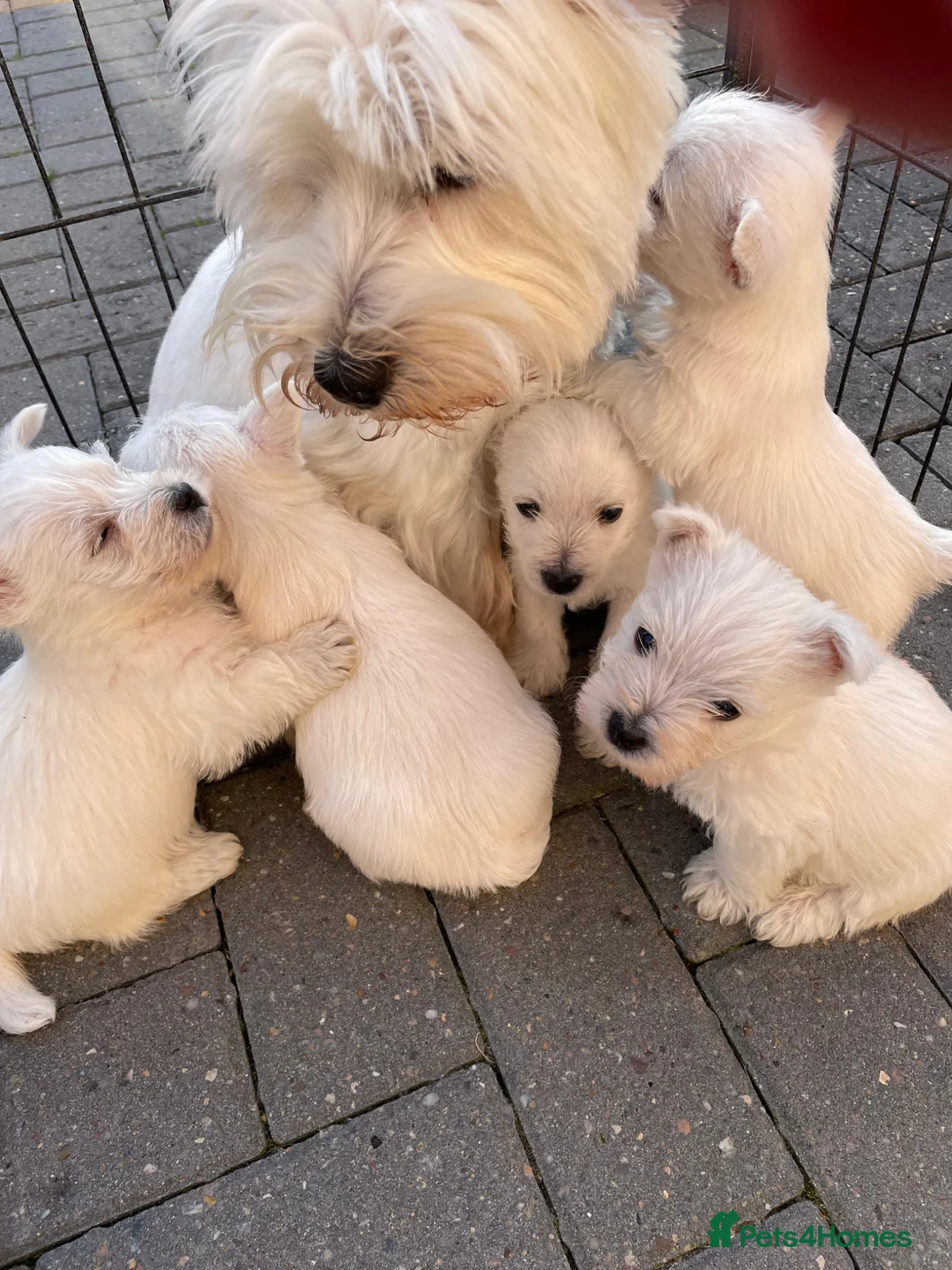 West Highland Terrier dogs for sale: Lovely west highland pup  - Advert 1