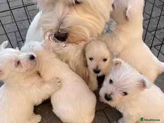 West Highland Terrier dogs Lovely west highland pup - Advert 1