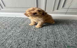 Cockapoo dogs for sale: Beautiful Cockerpoo Puppies. (Sand, Merle, Black) - Image 18