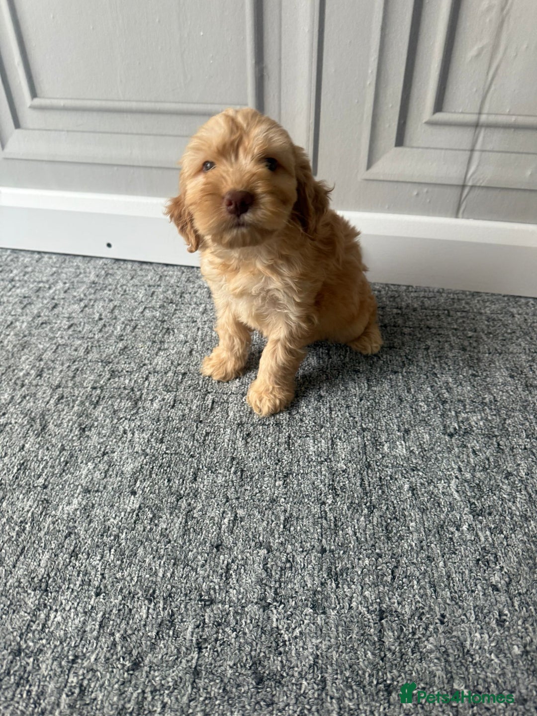 Cockapoo dogs for sale: Beautiful Cockerpoo Puppies. (Sand, Merle, Black) - Image 18