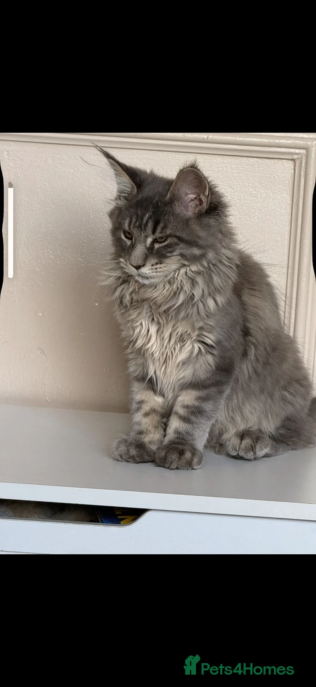 Maine Coon cats for sale: 5 month old Maine coon - Advert 5