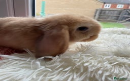 Mini Lop rabbits for sale: Rabbit girl mini lop - Image 4