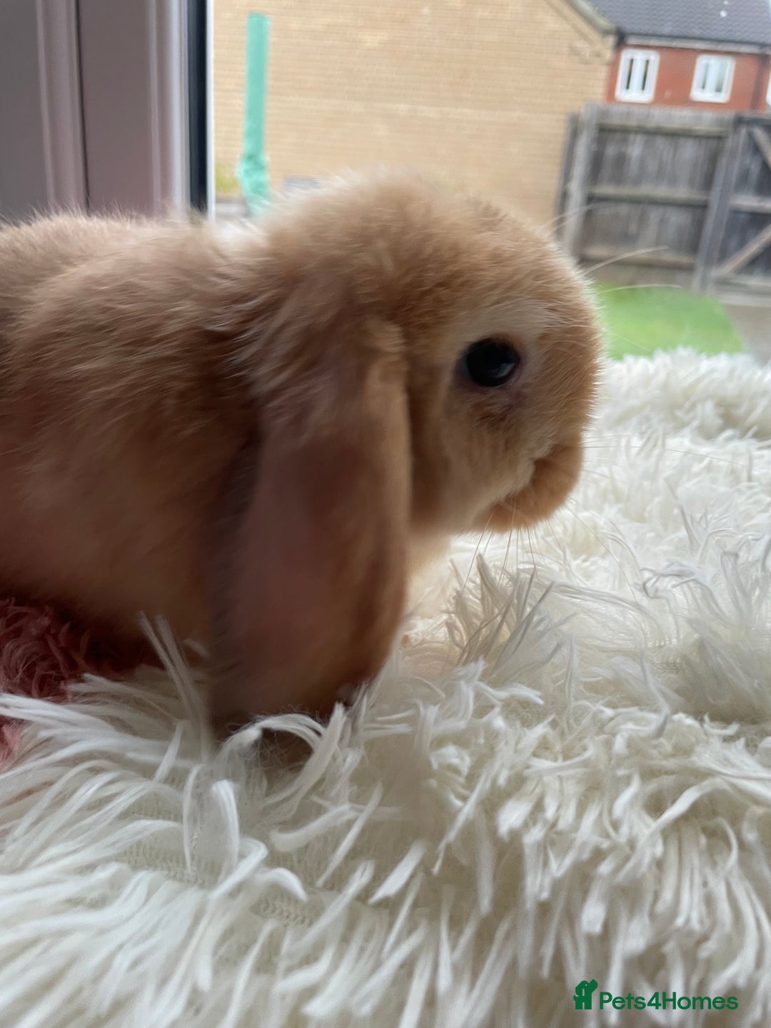Mini Lop rabbits for sale: Rabbit girl mini lop - Image 4