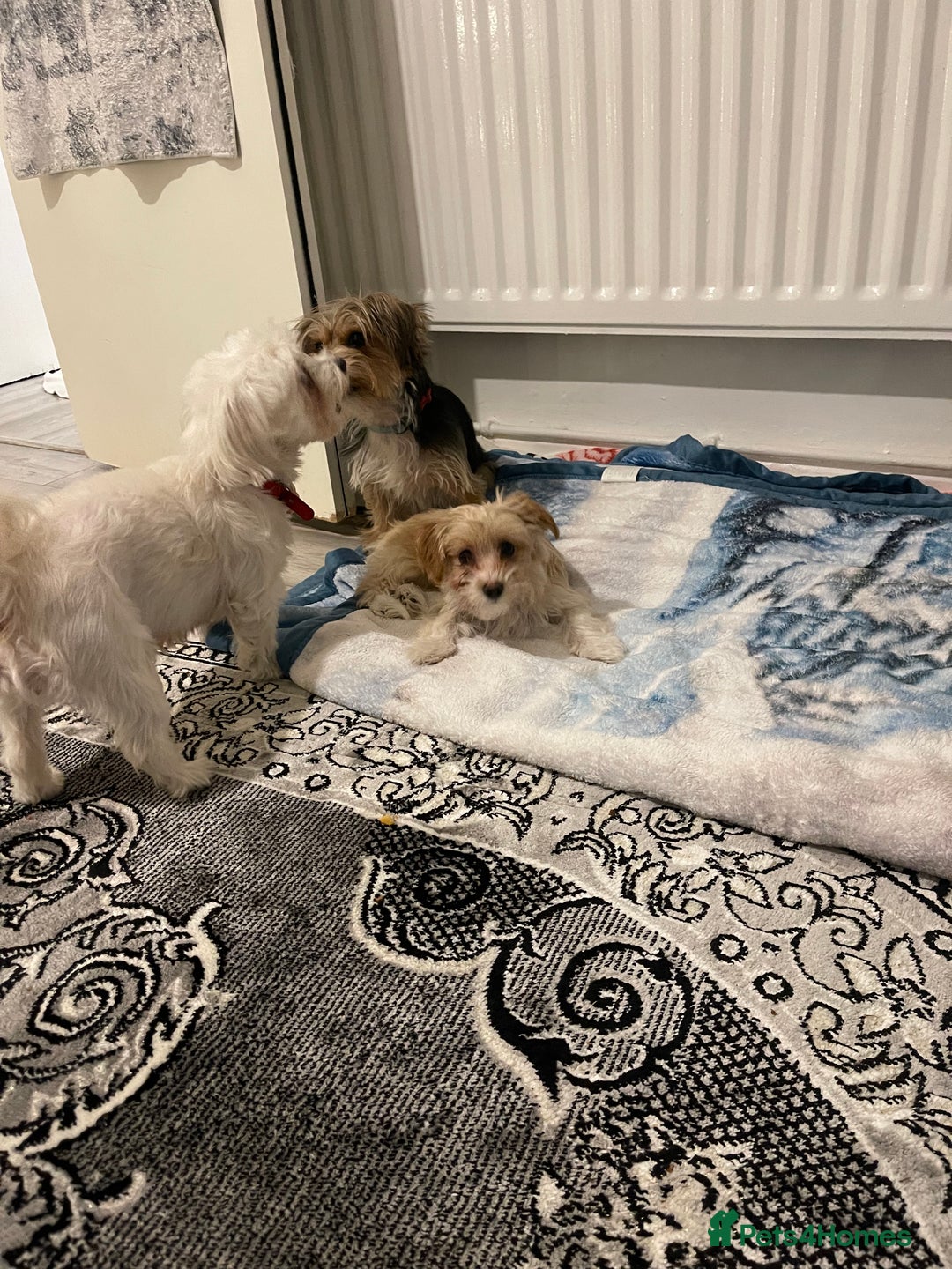 Morkie dogs for sale: Morkie  - Advert 6