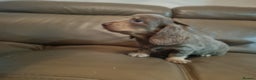 Miniature Dachshund dogs for sale: Last remaining  long  haired  girl  reduced - Advert 10
