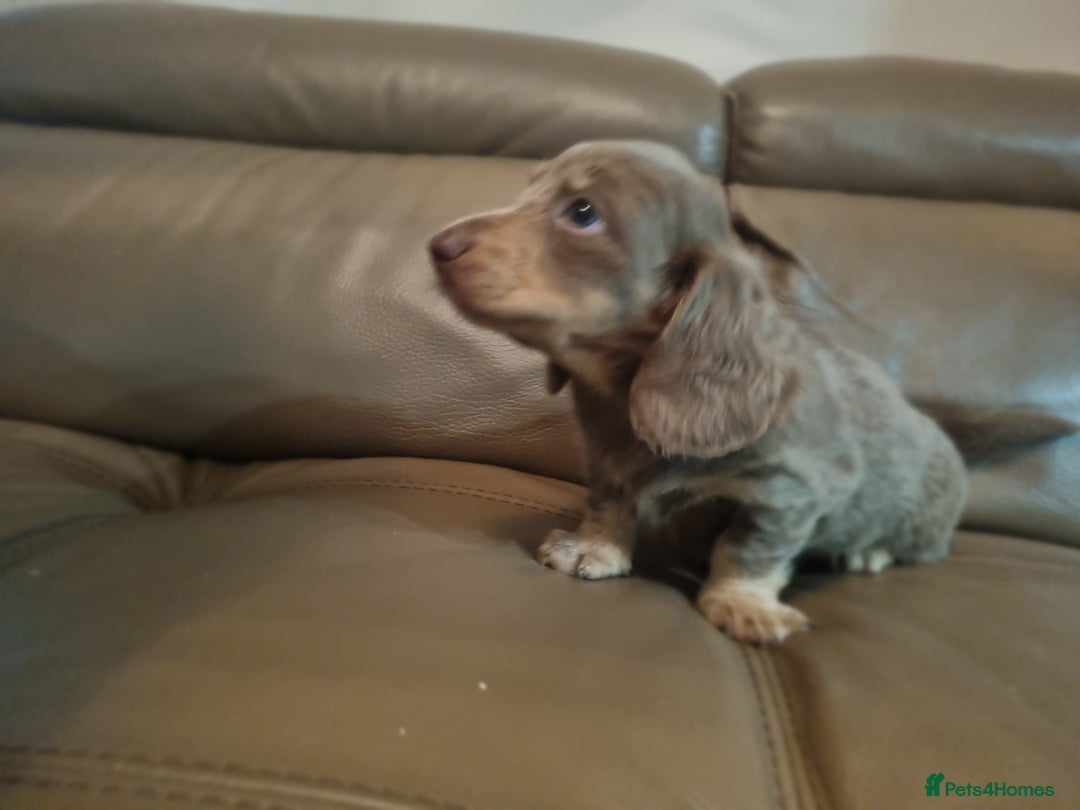 Miniature Dachshund dogs for sale: Last remaining  long  haired  girl  reduced - Advert 10