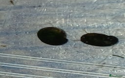 Snails fish for sale: Freshwater  nerite snails  - Image 8