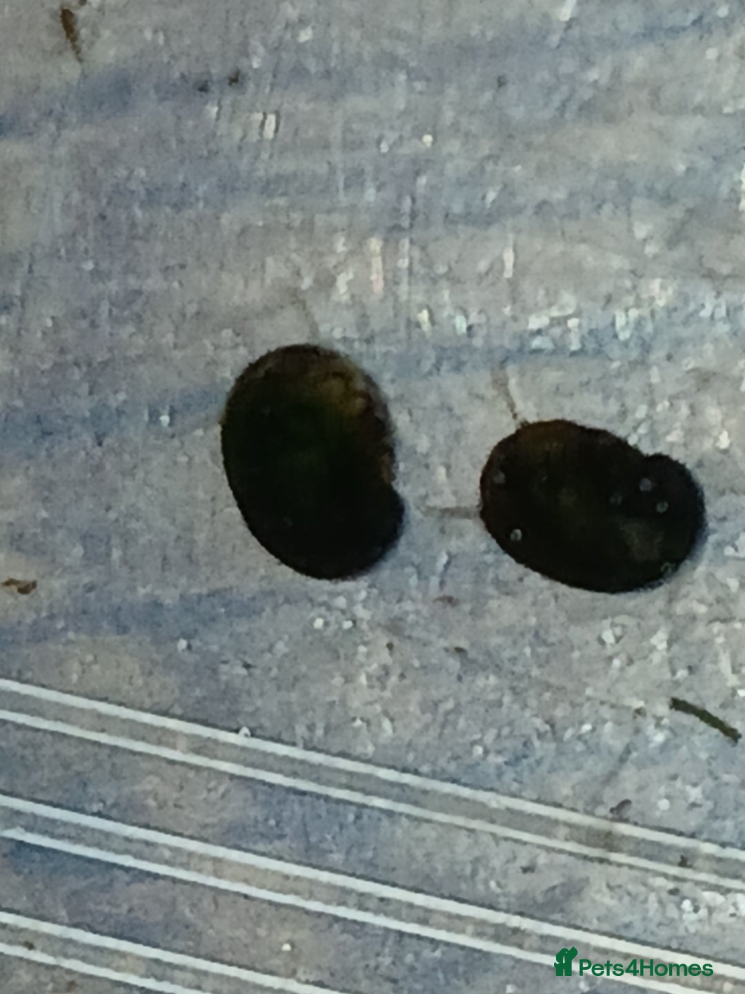 Snails fish for sale: Freshwater  nerite snails  - Image 8