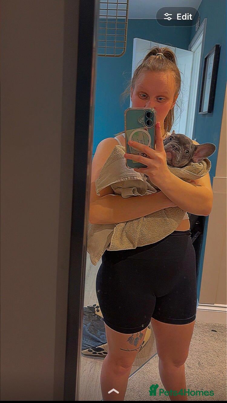 French Bulldog dogs Pedigree Coco - Advert 6