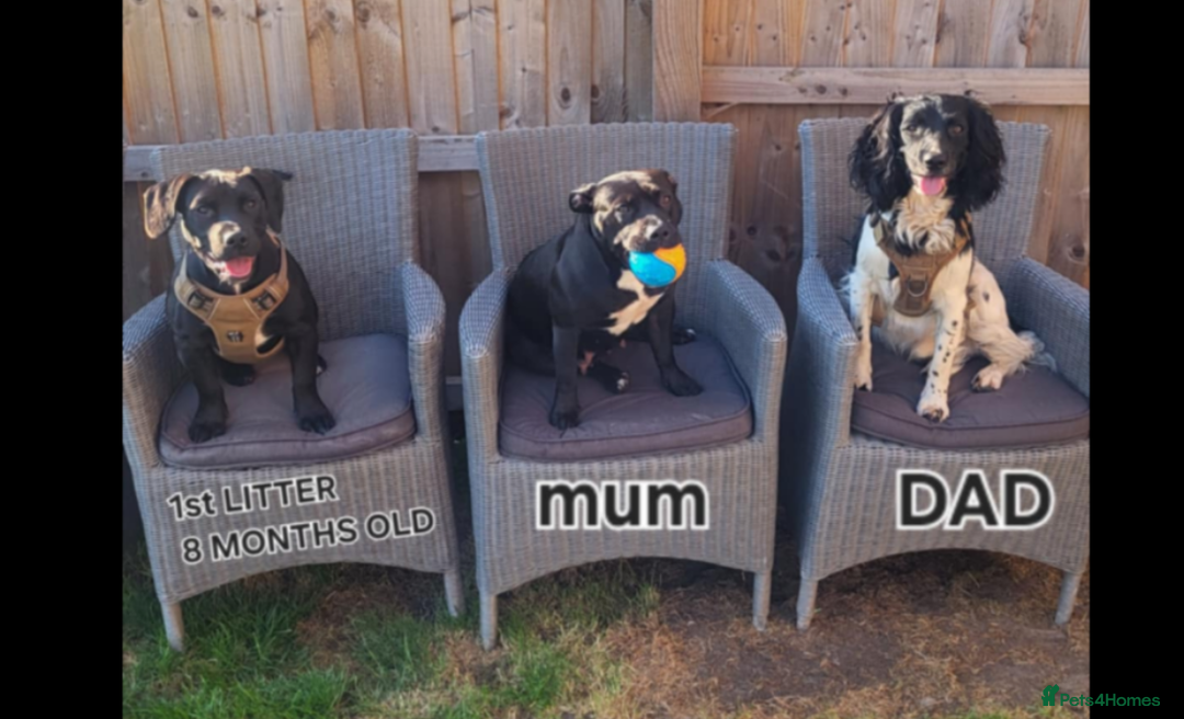 Mixed Breed dogs for sale: Stunning litter of puppies - Image 11