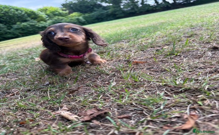 Miniature Dachshund dogs - Advert 9