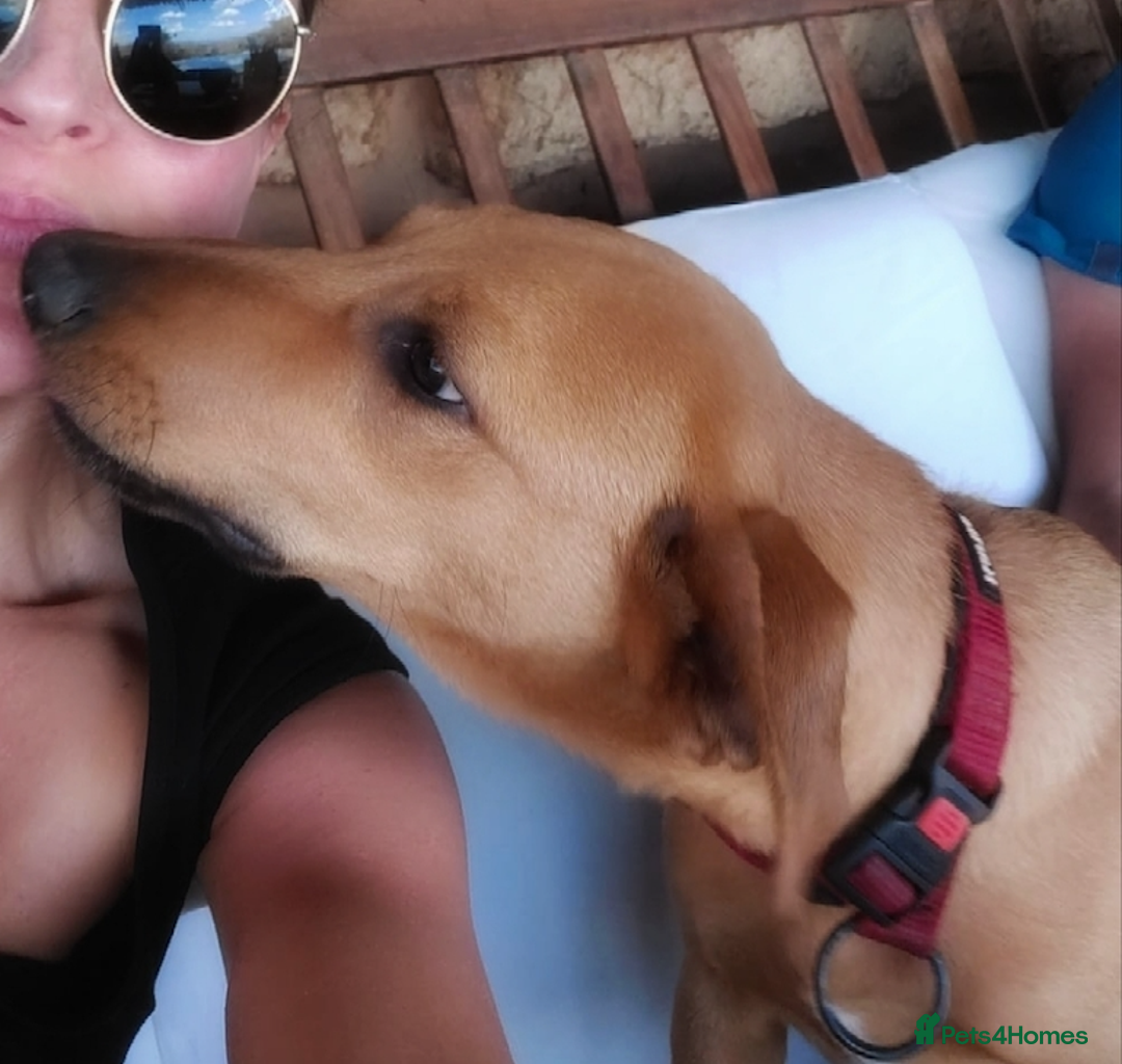 Mixed Breed dogs for adoption: Jimmy is looking for an amazing home - Image 7