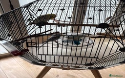 Budgerigars birds for sale: Breeding pair of budgies - Image 2