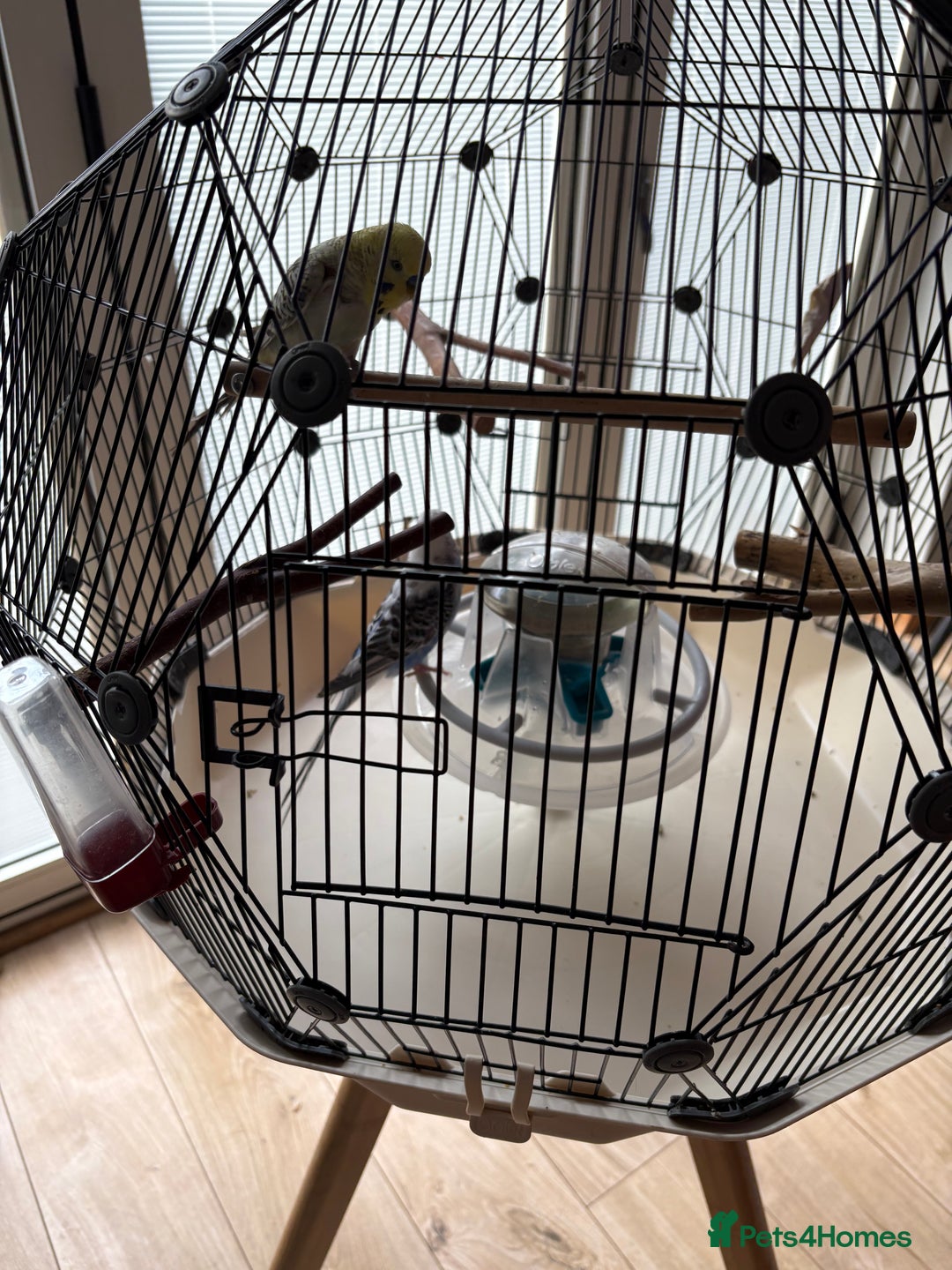 Budgerigars birds for sale: Breeding pair of budgies - Image 2
