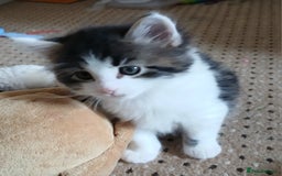 British Shorthair cats for sale: Long and shirt hair kittens - Image 3