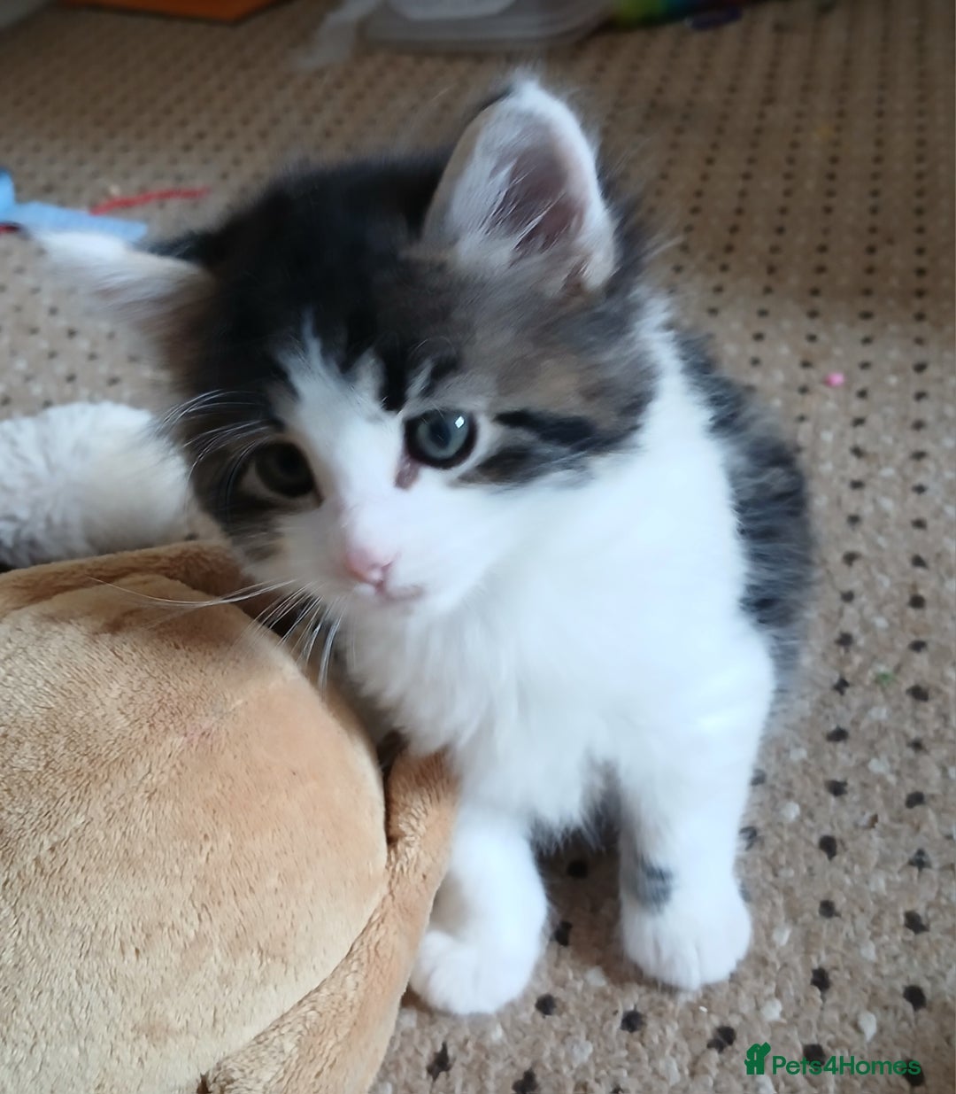British Shorthair cats for sale: Long and shirt hair kittens - Image 3