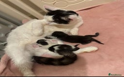 British Shorthair cats for sale: Two beautiful female kittens✨ - Image 2