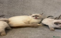 Ragdoll cats for sale: Lnyx male Ragdoll’s ready soon  - Advert 25
