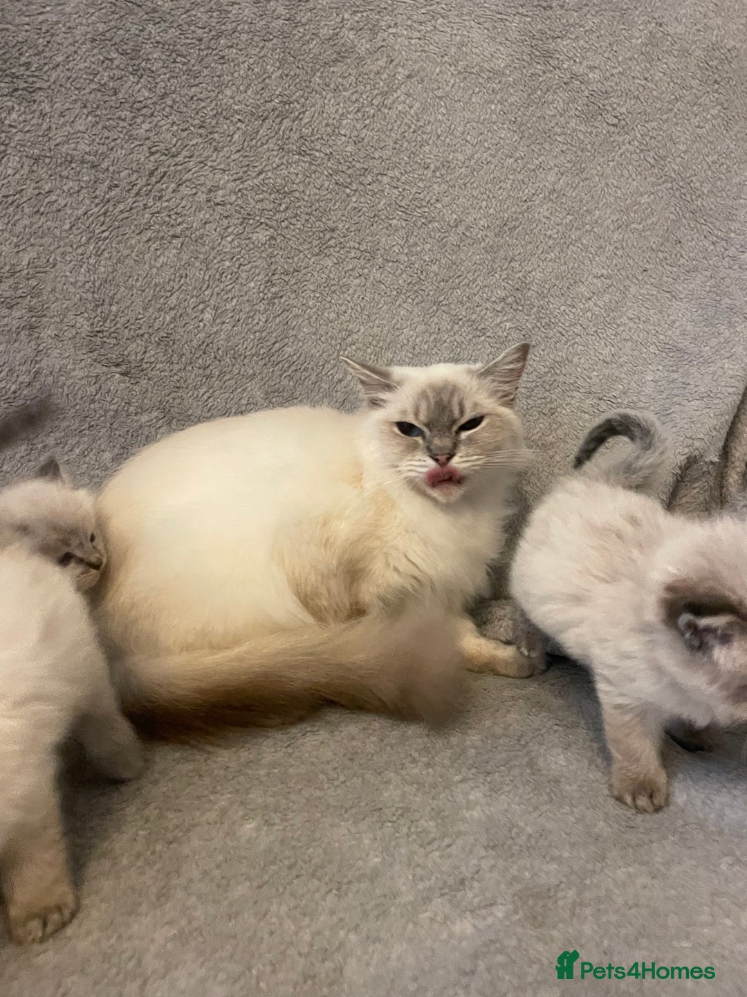 Ragdoll cats for sale: Lnyx male Ragdoll’s ready soon  - Advert 25