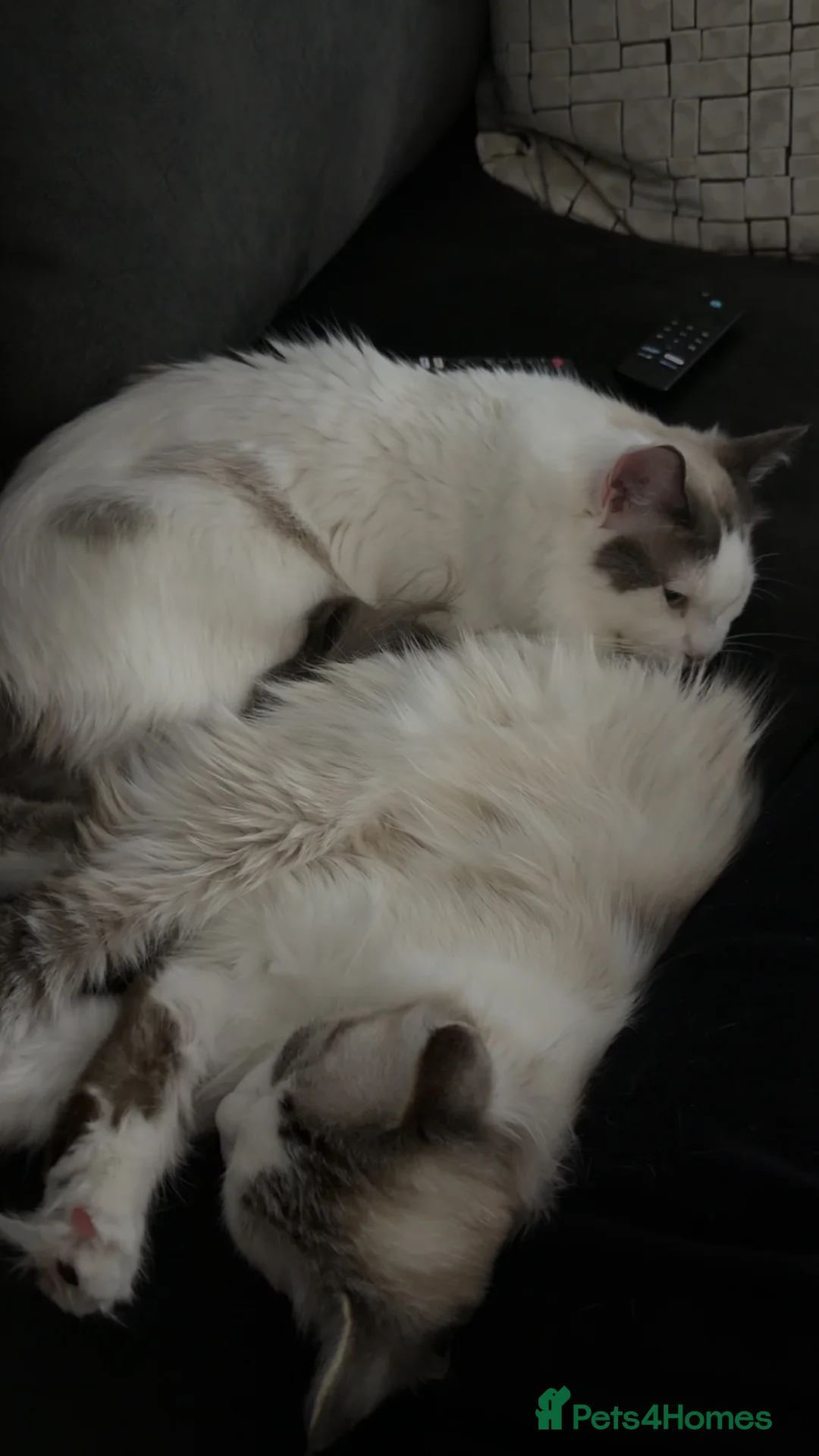 Ragdoll cats for sale: Ragdolls - Advert 2