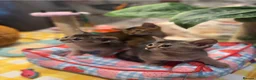Abyssinian cats for sale: Three Abyssinian sisters looking for a new home - Advert 6