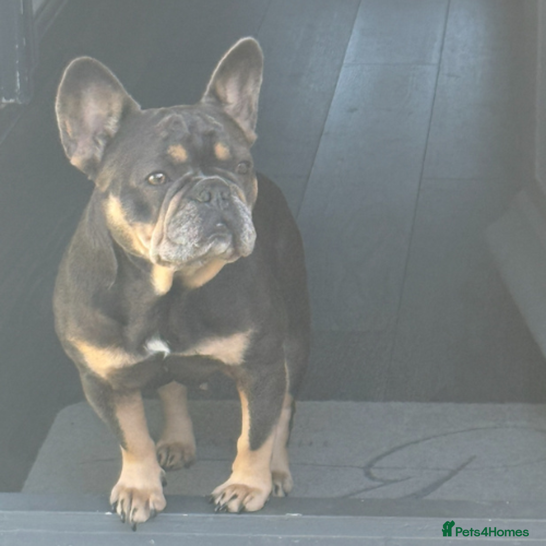 French Bulldog dogs for sale: Loving French Bulldog Seeking, Experienced Home - Advert 2