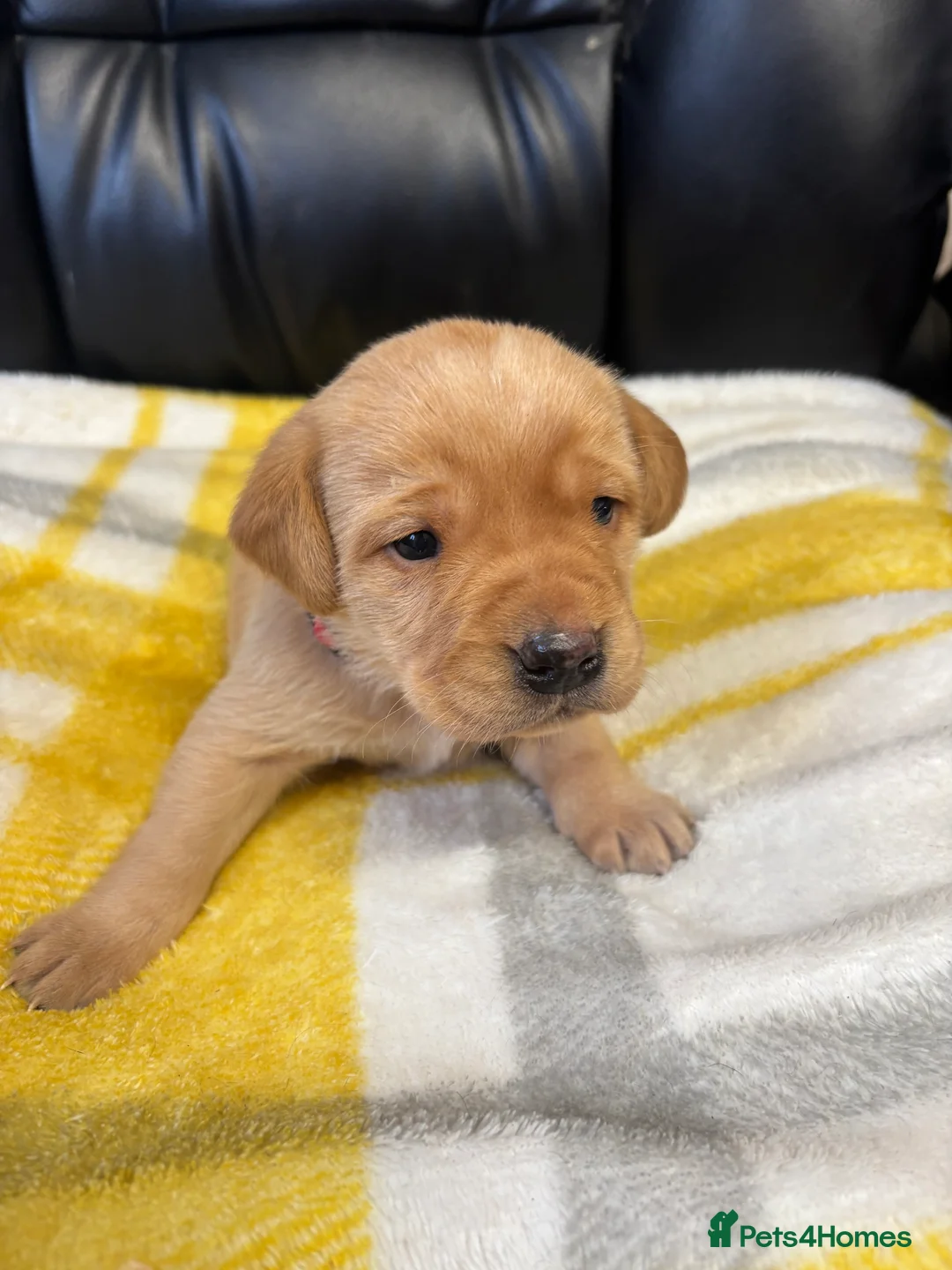 Labrador Retriever dogs for sale: KC Dark yellow Labrador pups  - Advert 17