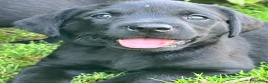 Labrador Retriever 1
