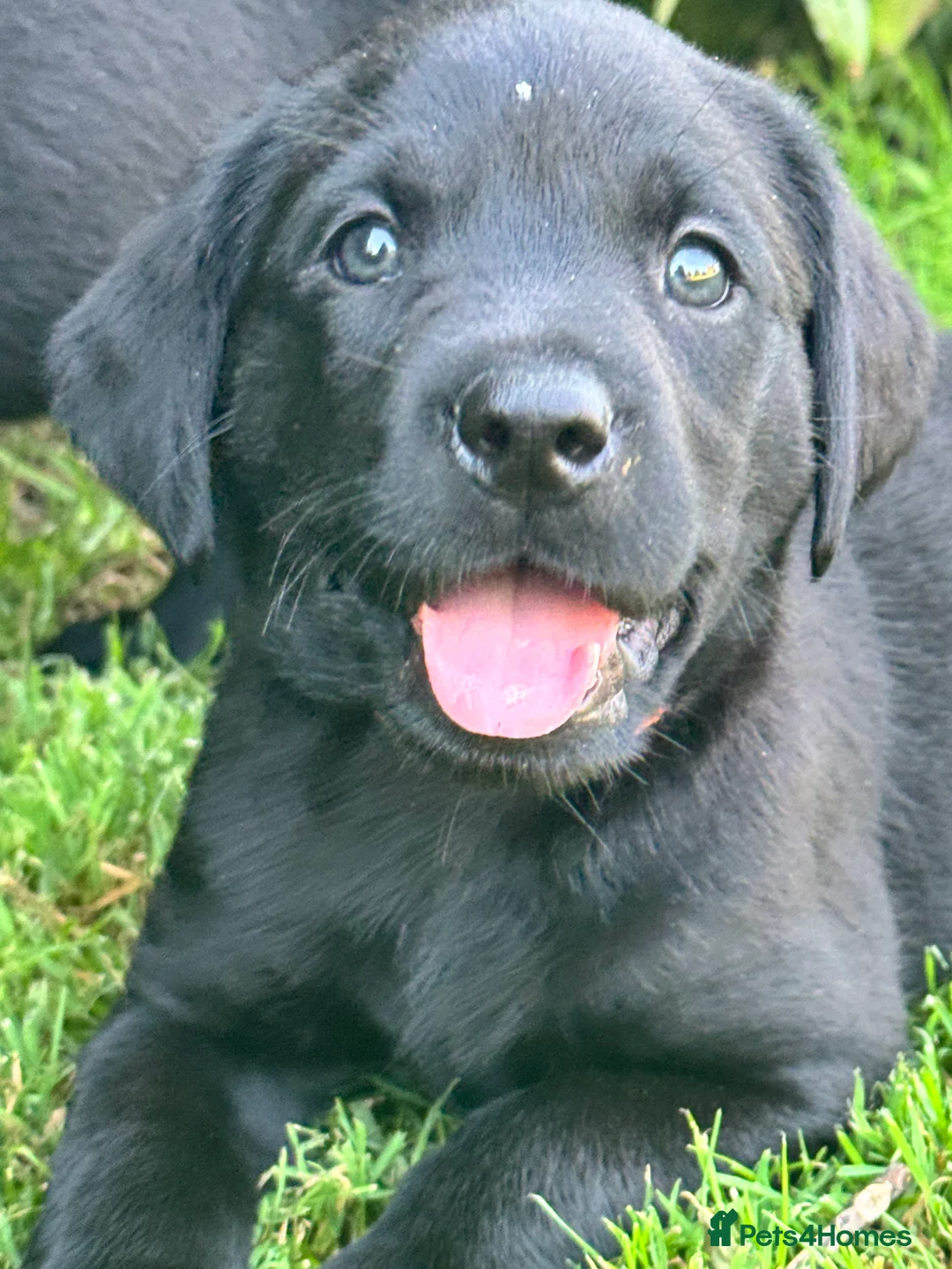 Labrador Retriever dogs for sale: Gorgeous Working Labrador Pups in Crewkerne - Advert 2