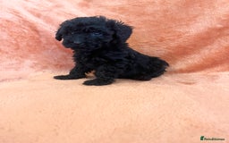 Cockapoo dogs for sale: F1b toy cockapoo puppies for sale 6 left  - Advert 6