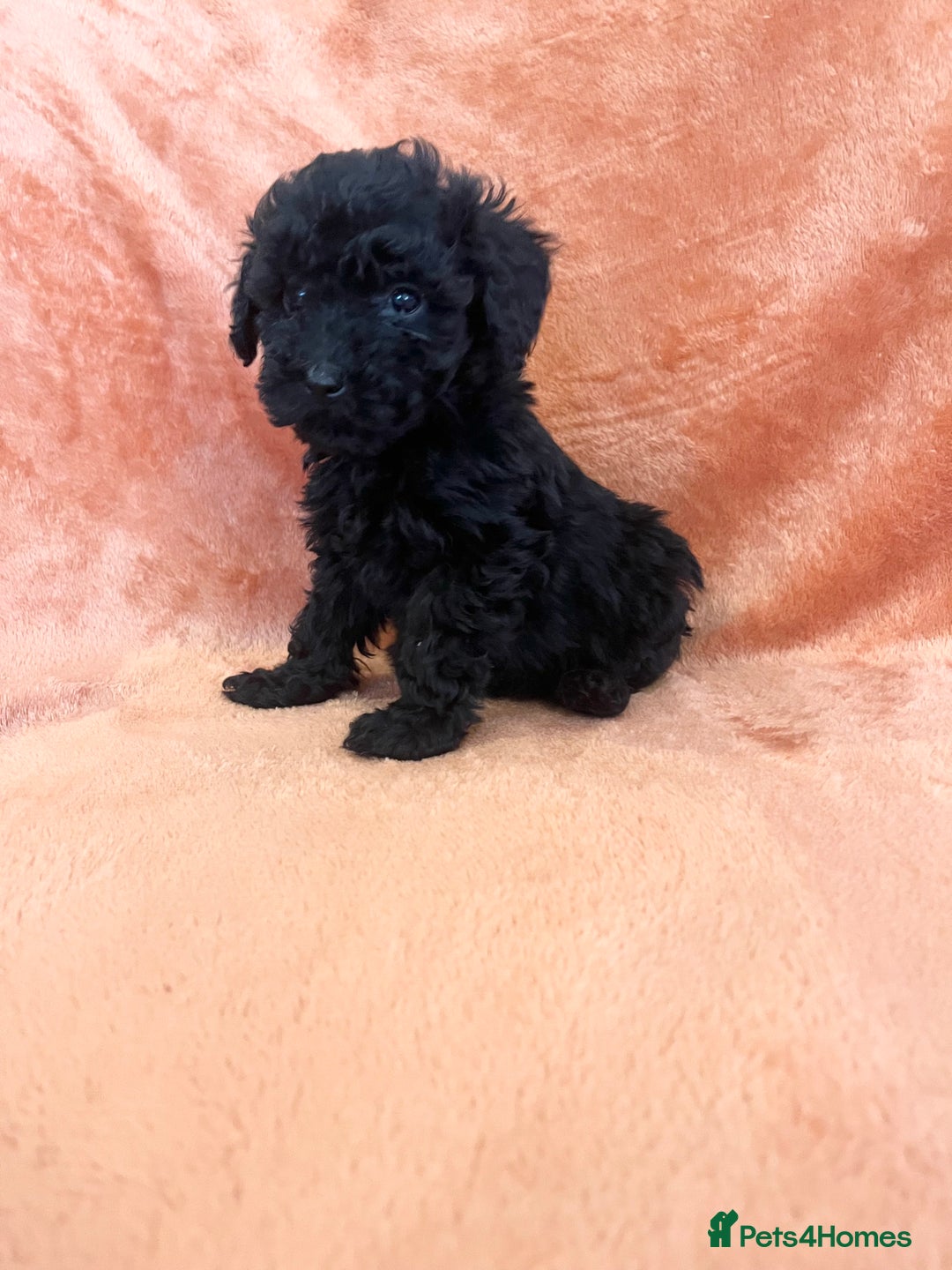 Cockapoo dogs for sale: F1b toy cockapoo puppies for sale 6 left  - Advert 6