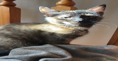 Mixed Breed cats - Advert 3