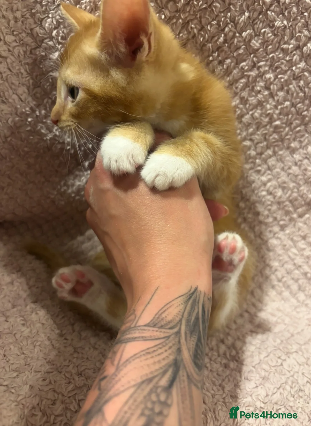 Mixed Breed cats for sale: Cute, Cuddly Kittens Ready for Their Forever Homes - Advert 15