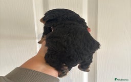Mixed Breed dogs for sale: Beagle x poodle puppies  - Image 9