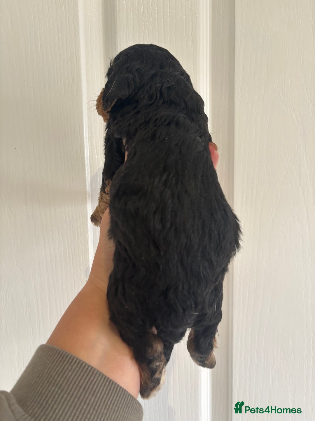 Mixed Breed dogs for sale: Beagle x poodle puppies  - Image 9
