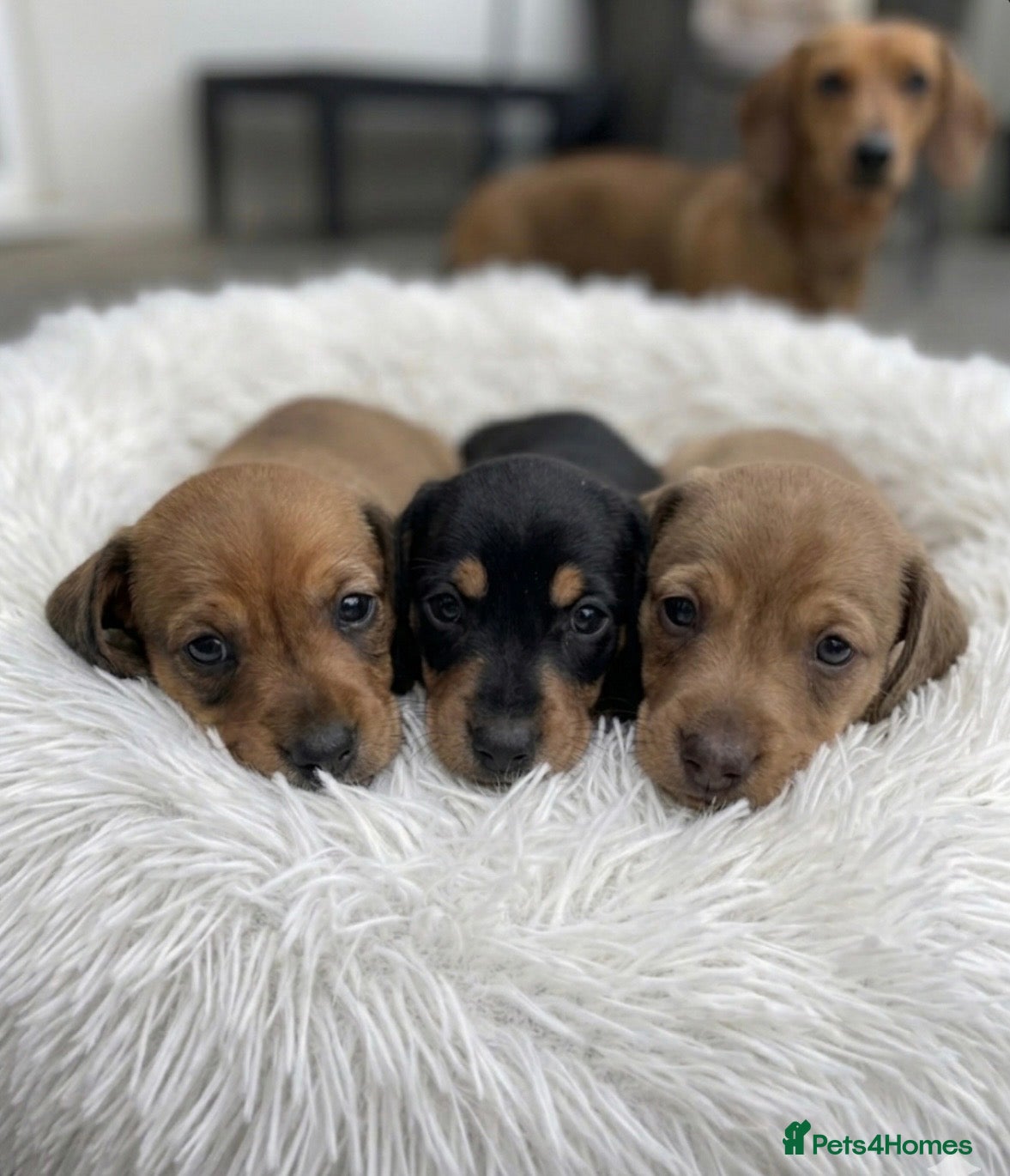 Miniature Dachshund dogs for sale: Adorable mini smoothe dachshund puppies - Advert 12