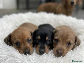 Miniature Dachshund dogs Adorable mini smoothe dachshund puppies - Advert 16
