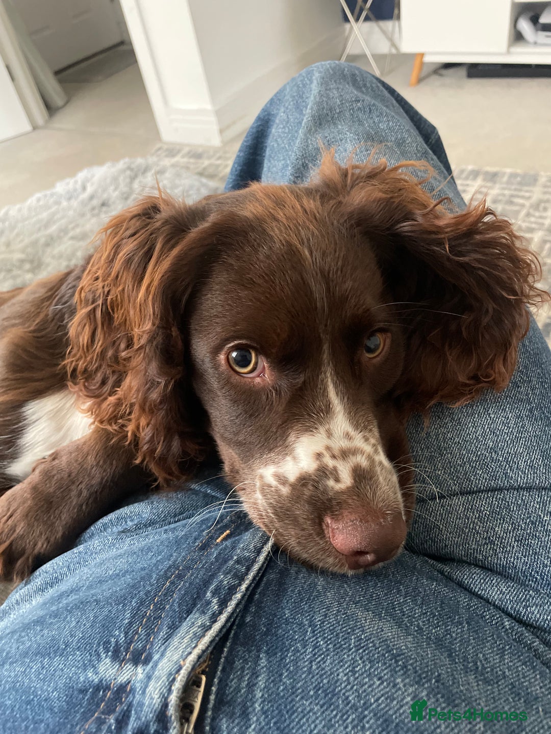 Sprocker dogs for sale: Rocco - Advert 4