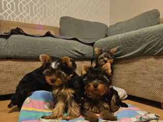 Yorkshire Terrier dogs Pedigree Yorkshire Terrier Puppies,Show Winner Dad - Advert 15