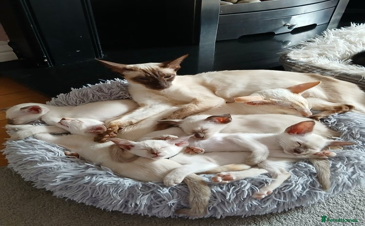 Siamese cats - Advert 1