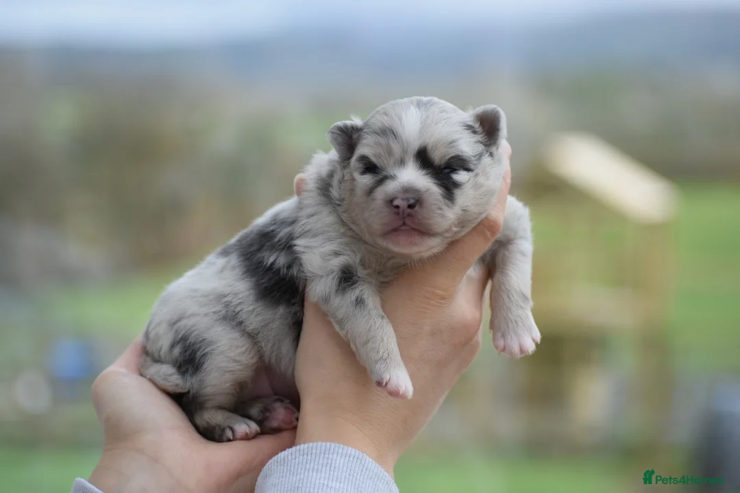 Pomsky dogs for sale: Stunning Pomsky puppies from health tested parents - Advert 6
