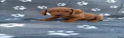 Hungarian Vizsla dogs for sale: Beautiful KC Reg Hungarian Vizsla Puppies - Advert 29