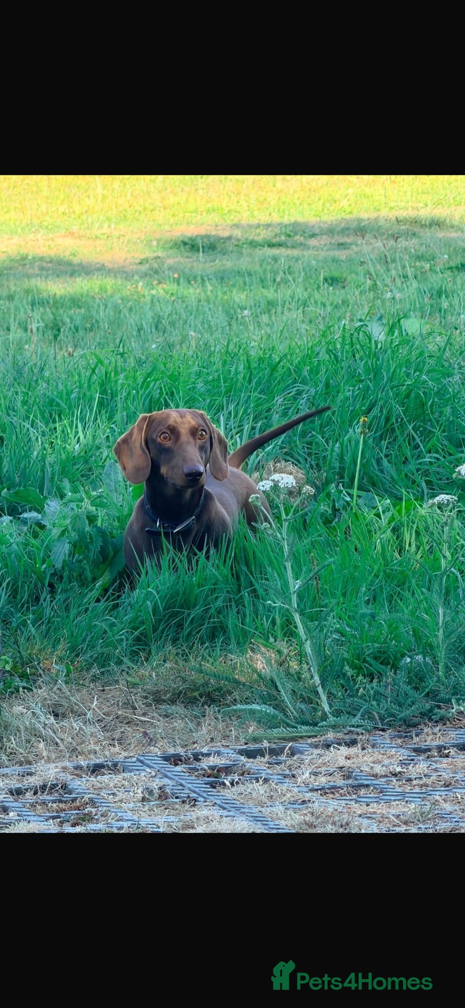 Miniature Dachshund dogs Mini Dachshund MANY PROVEN LITTERS!  - Advert 16