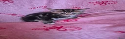 Arabian Mau cats for sale: Male kittens available  - Advert 6